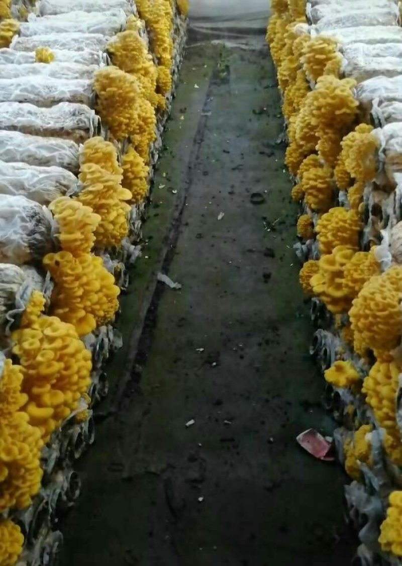 供应榆黄蘑菌包，菌棒，菌种，栽培种