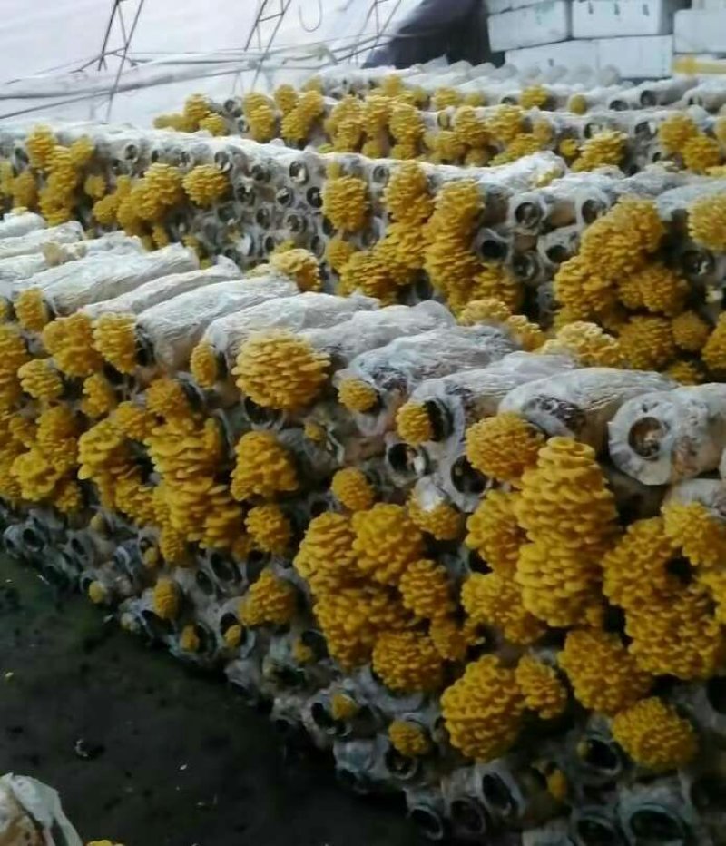 供应榆黄蘑菌包，菌棒，菌种，栽培种