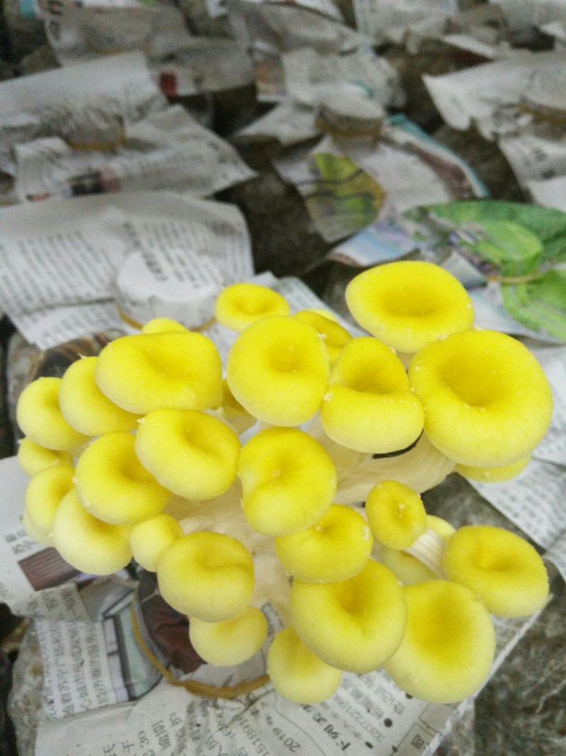供应榆黄蘑菌包，菌棒，菌种，栽培种