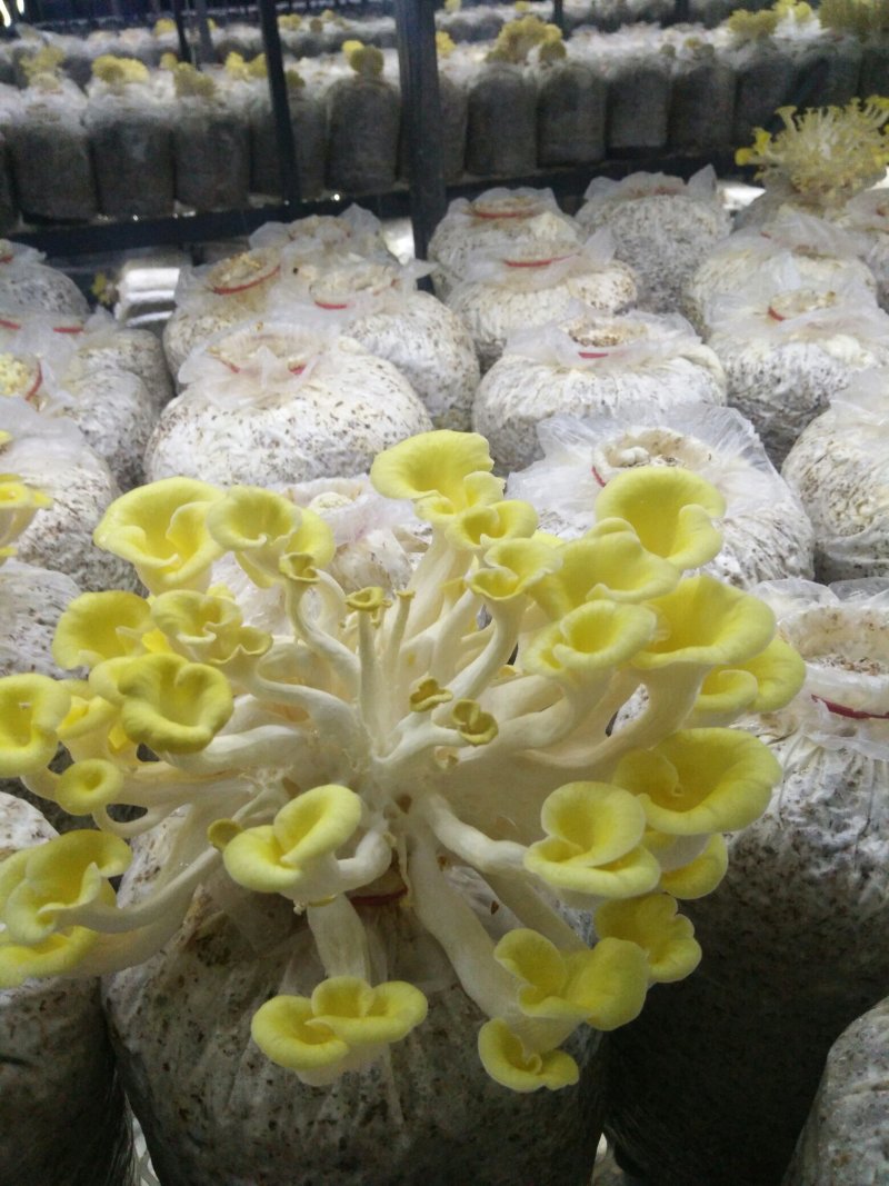 供应榆黄蘑菌包，菌棒，菌种，栽培种