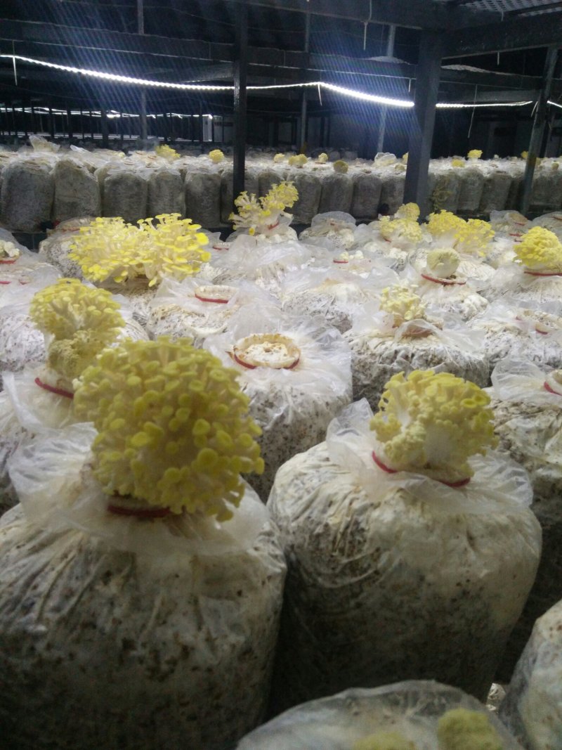 供应榆黄蘑菌包，菌棒，菌种，栽培种