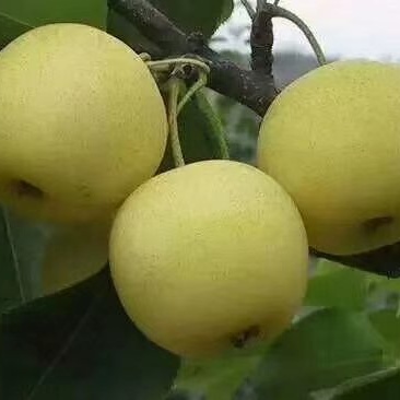 黄金梨，个大皮薄，量大从优