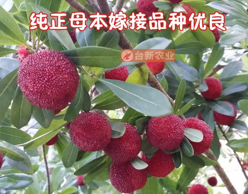 杨梅苗东魁杨梅苗带泥球发货