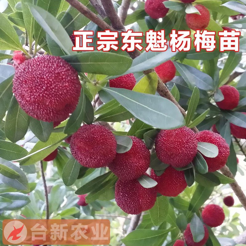 杨梅苗东魁杨梅苗带泥球发货