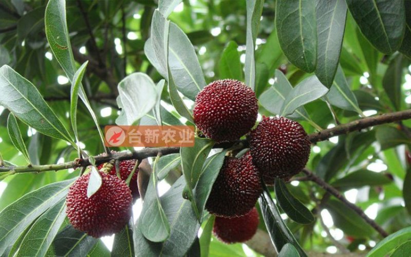 杨梅苗东魁杨梅苗带泥球发货