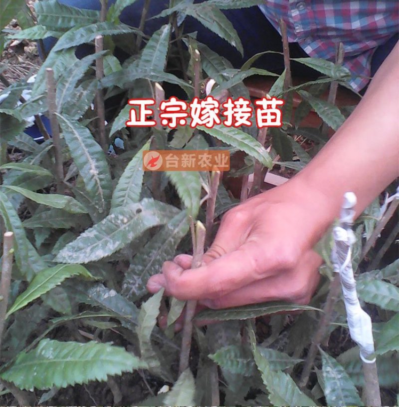 杨梅苗东魁杨梅苗带泥球发货