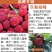 杨梅苗东魁杨梅苗带泥球发货