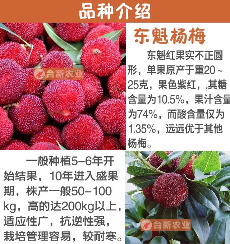 杨梅苗东魁杨梅苗带泥球发货