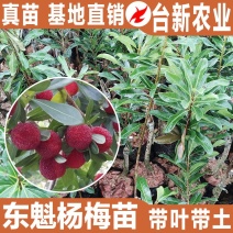 杨梅苗东魁杨梅苗带泥球发货