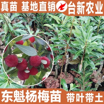杨梅苗东魁杨梅苗带泥球发货