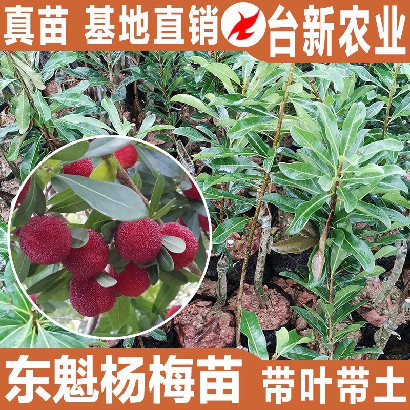 杨梅苗东魁杨梅苗带泥球发货