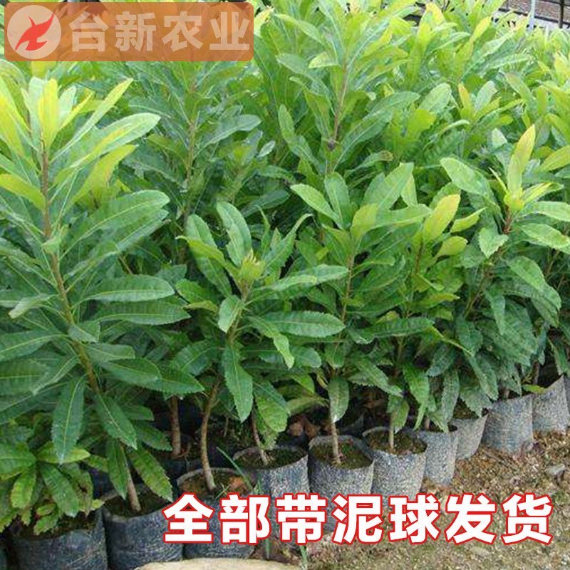杨梅苗东魁杨梅苗带泥球发货