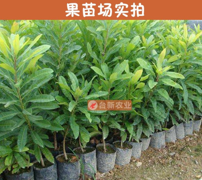 杨梅苗东魁杨梅苗带泥球发货