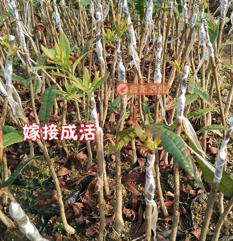 杨梅苗东魁杨梅苗带泥球发货