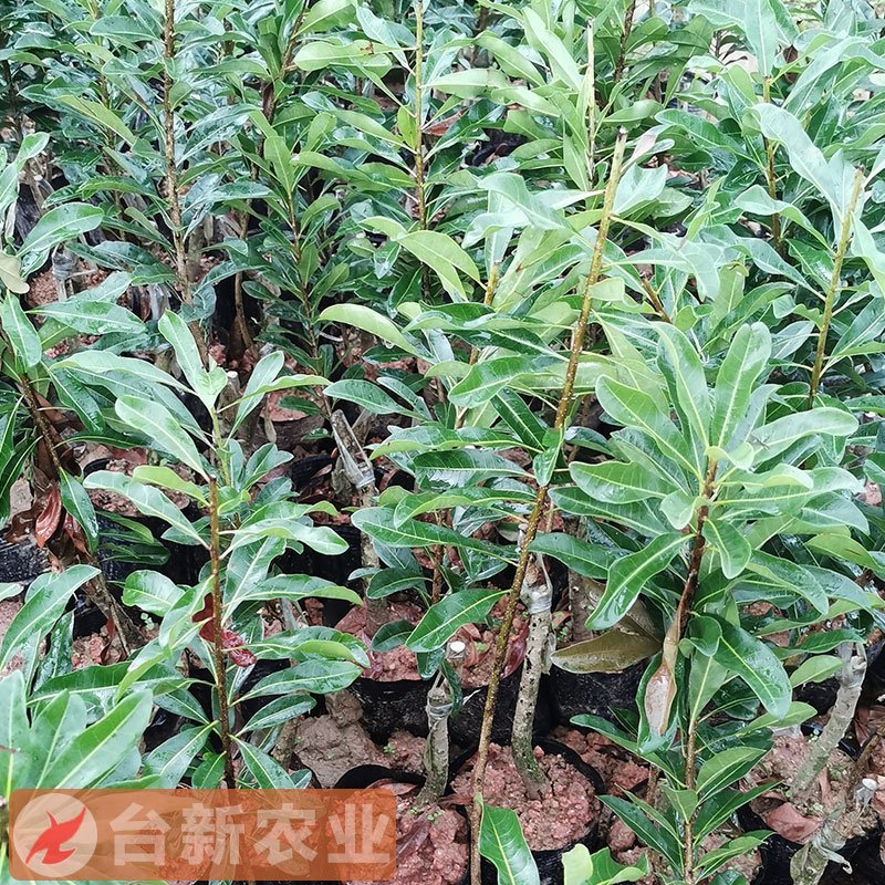 杨梅苗东魁杨梅苗带泥球发货