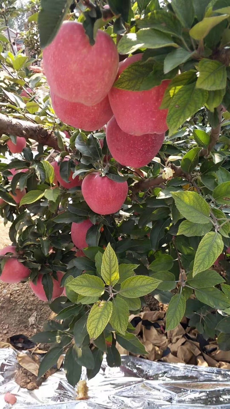 红星苹果量大从优，价格便宜，口感脆甜