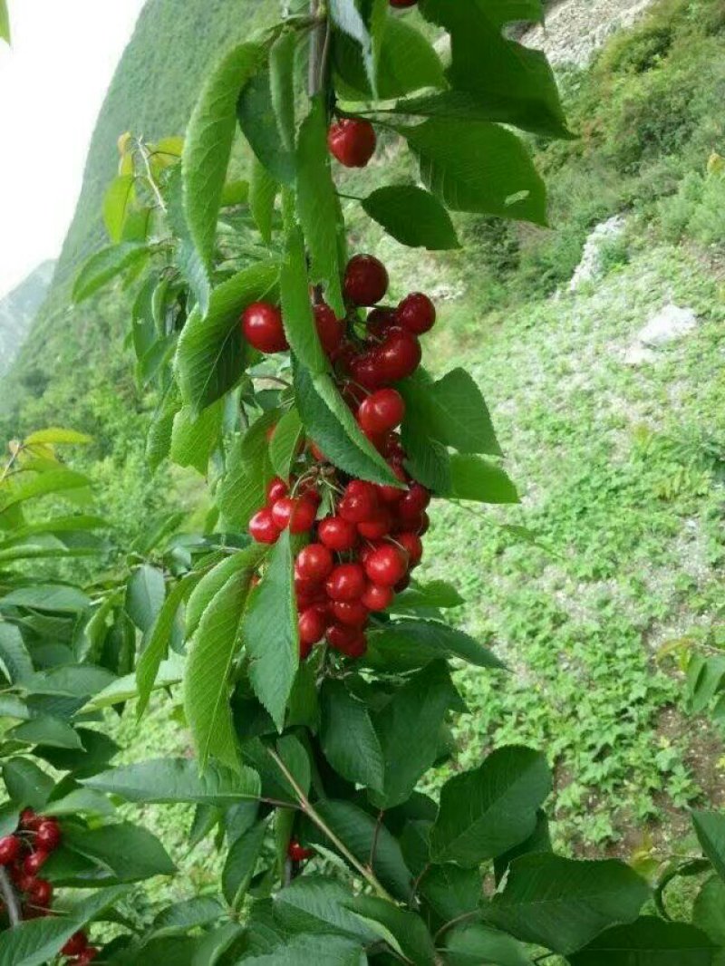 车厘子苗大颗粒南北方适种