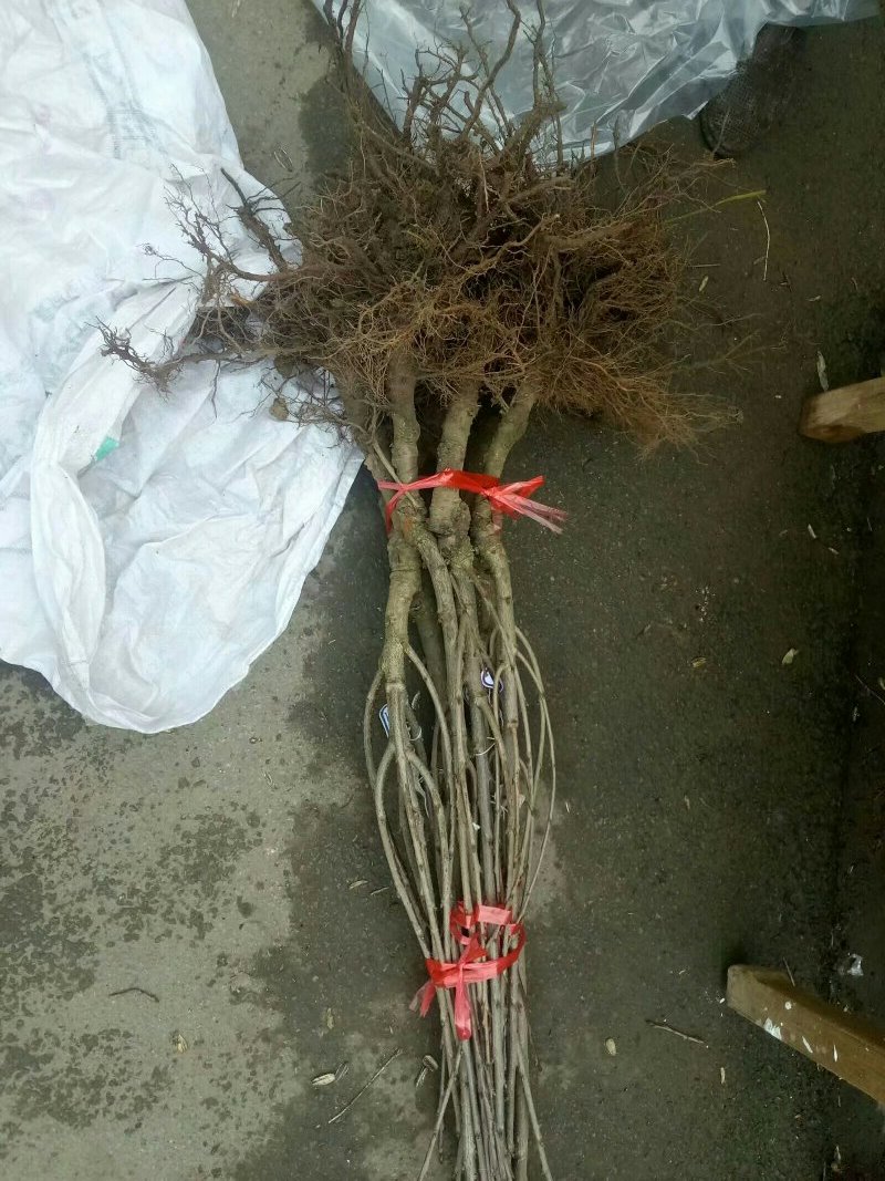 车厘子苗大颗粒南北方适种