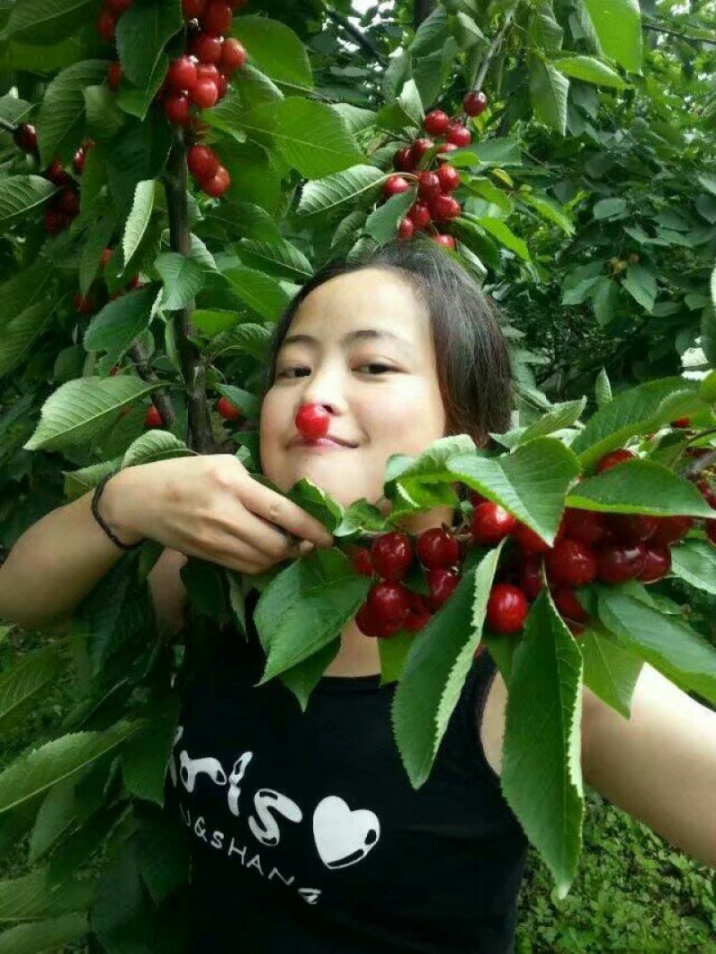 车厘子苗大颗粒南北方适种