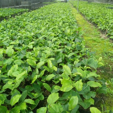 高寒山区脱毒栽培黄金果苗