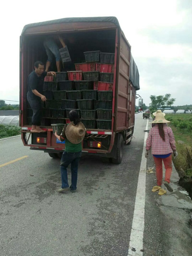 高寒山区脱毒栽培黄金果苗