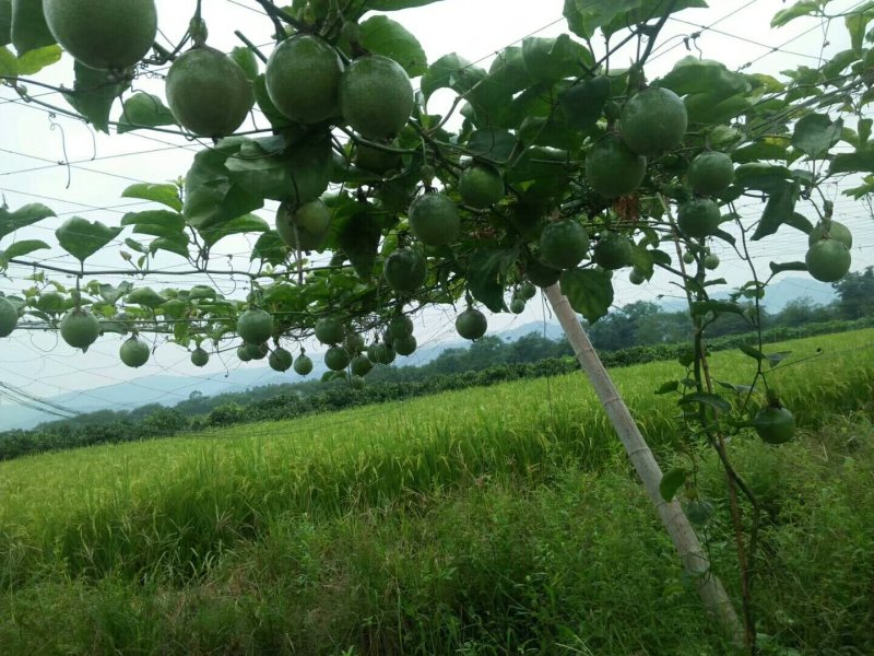 高寒山区脱毒栽培黄金果苗