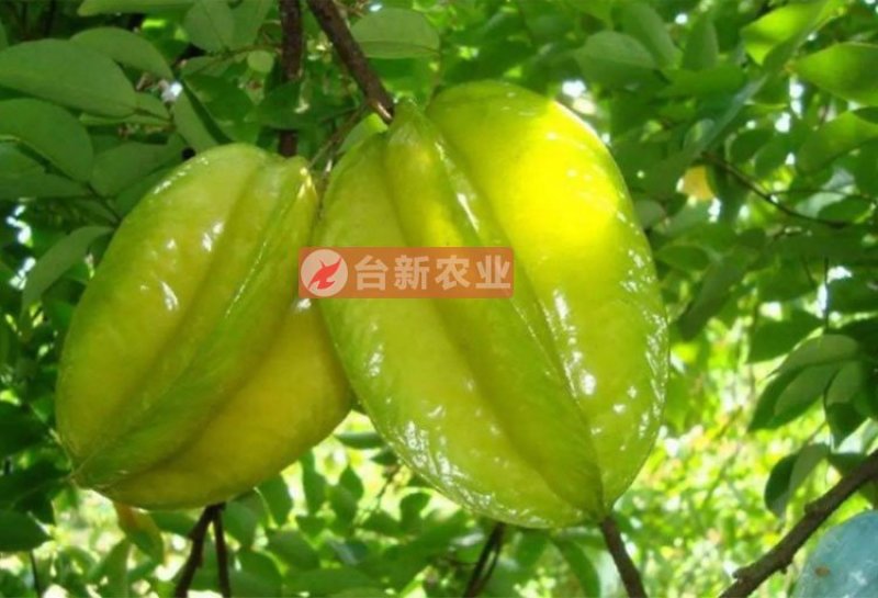 甜杨桃苗台湾四季甜杨桃树苗带泥球发货