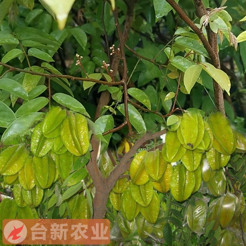 甜杨桃苗台湾四季甜杨桃树苗带泥球发货
