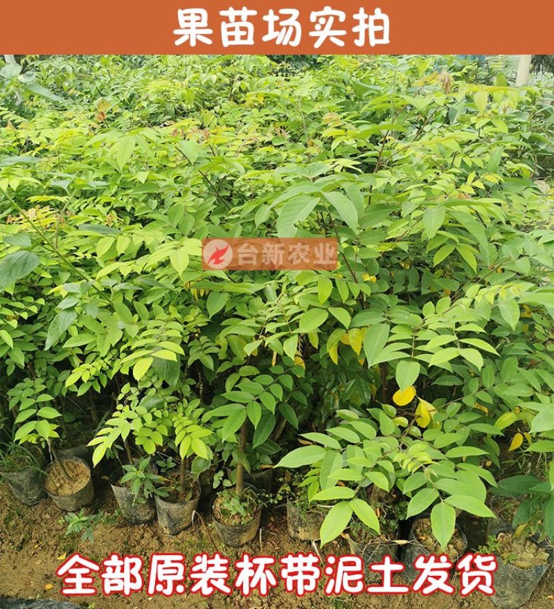 甜杨桃苗台湾四季甜杨桃树苗带泥球发货