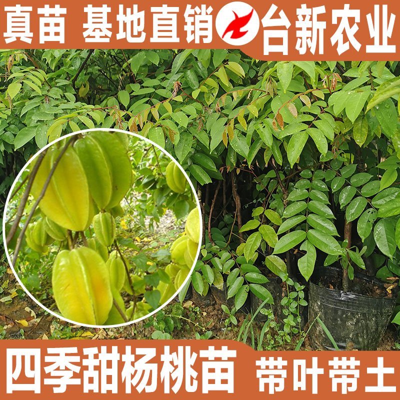 甜杨桃苗台湾四季甜杨桃树苗带泥球发货