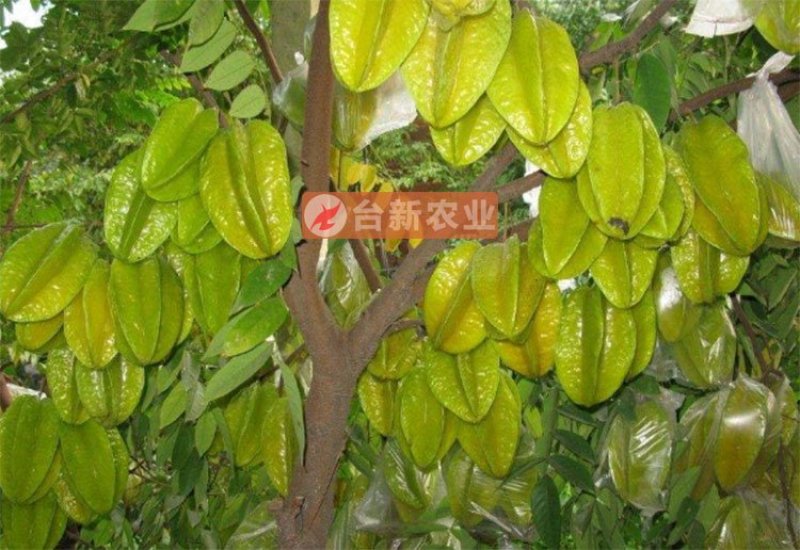 甜杨桃苗台湾四季甜杨桃树苗带泥球发货