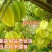 甜杨桃苗台湾四季甜杨桃树苗带泥球发货