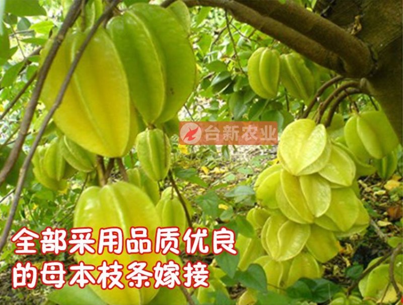甜杨桃苗台湾四季甜杨桃树苗带泥球发货