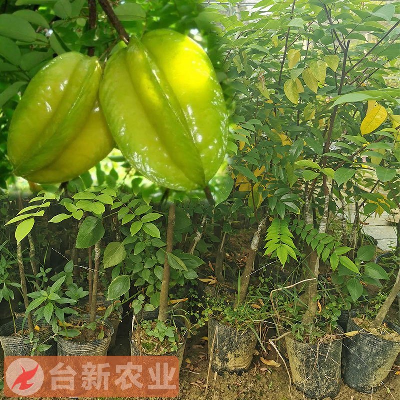 甜杨桃苗台湾四季甜杨桃树苗带泥球发货