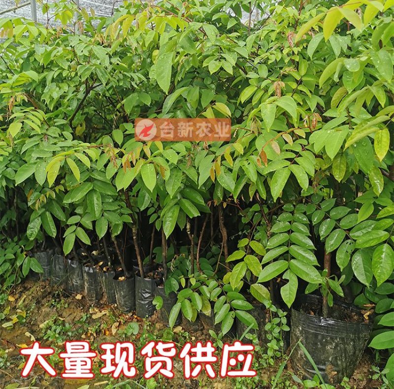 甜杨桃苗台湾四季甜杨桃树苗带泥球发货