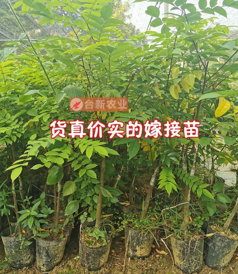 甜杨桃苗台湾四季甜杨桃树苗带泥球发货