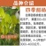 甜杨桃苗台湾四季甜杨桃树苗带泥球发货