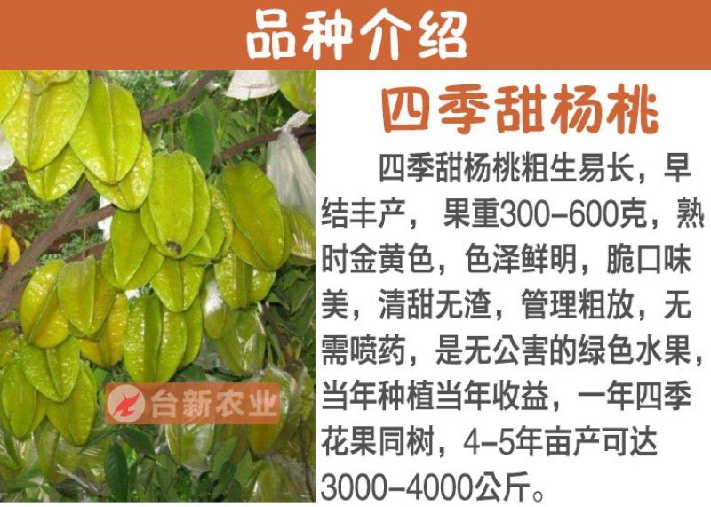 甜杨桃苗台湾四季甜杨桃树苗带泥球发货
