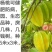 甜杨桃苗台湾四季甜杨桃树苗带泥球发货