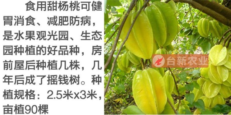 甜杨桃苗台湾四季甜杨桃树苗带泥球发货