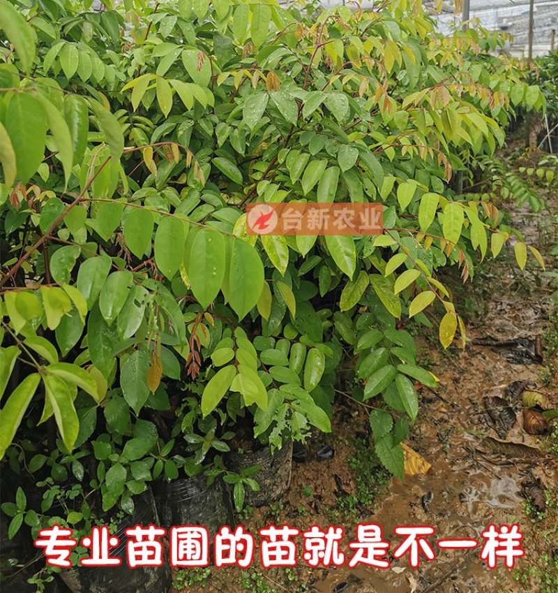 甜杨桃苗台湾四季甜杨桃树苗带泥球发货