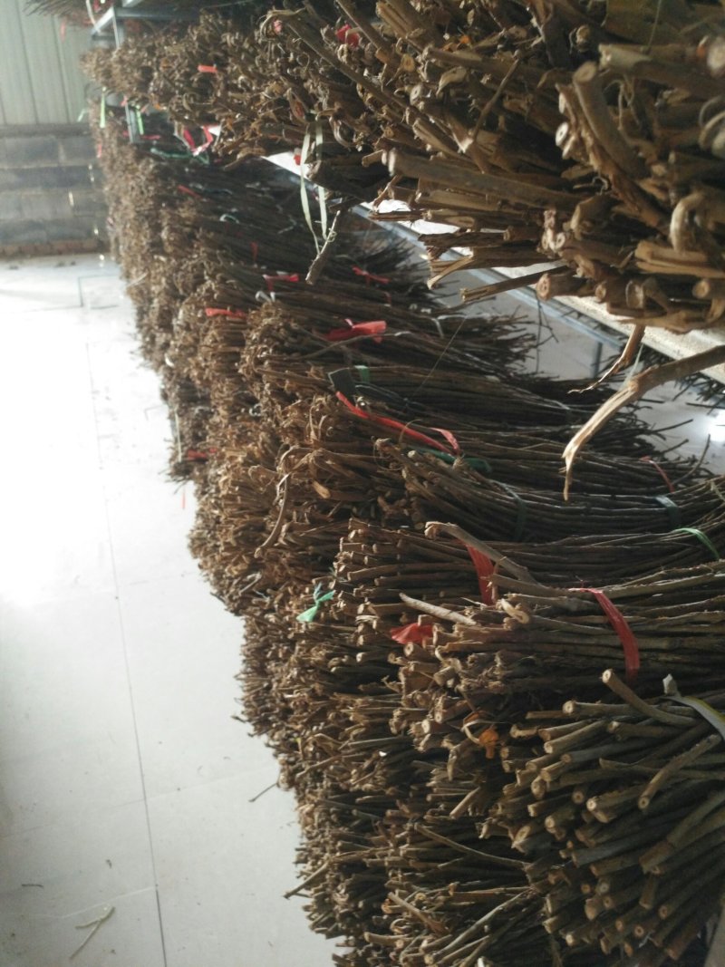 出售金蝉卵枝，前期枝条种苗专业技术人员孵化