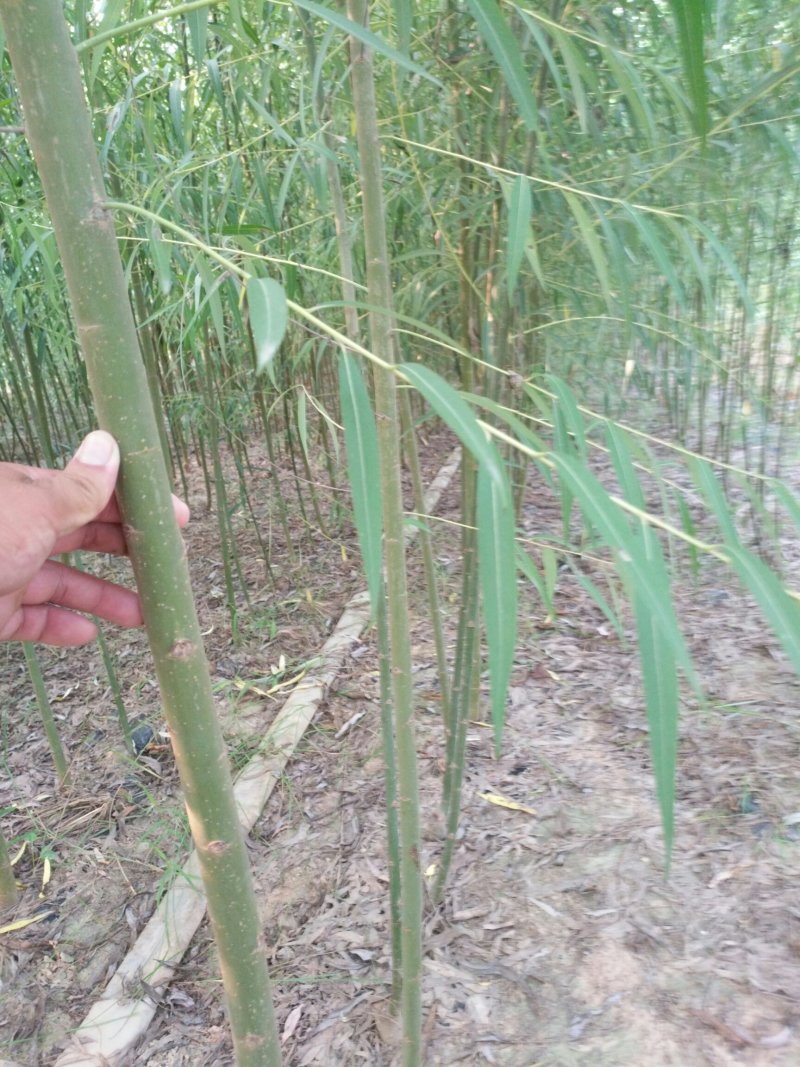出售金蝉卵枝，前期枝条种苗专业技术人员孵化