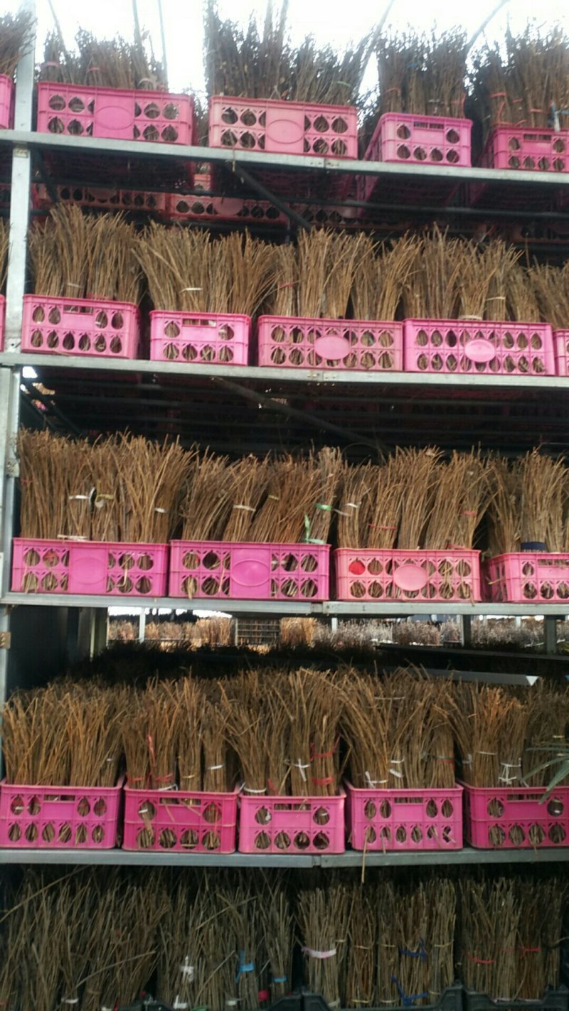 出售金蝉卵枝，前期枝条种苗专业技术人员孵化