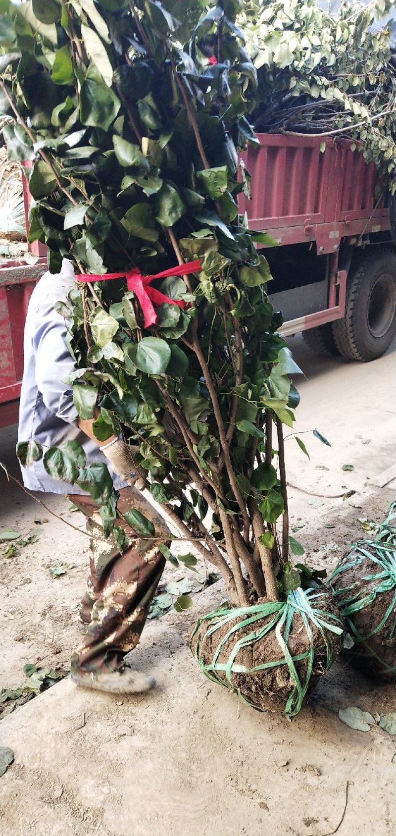 丛生紫荆