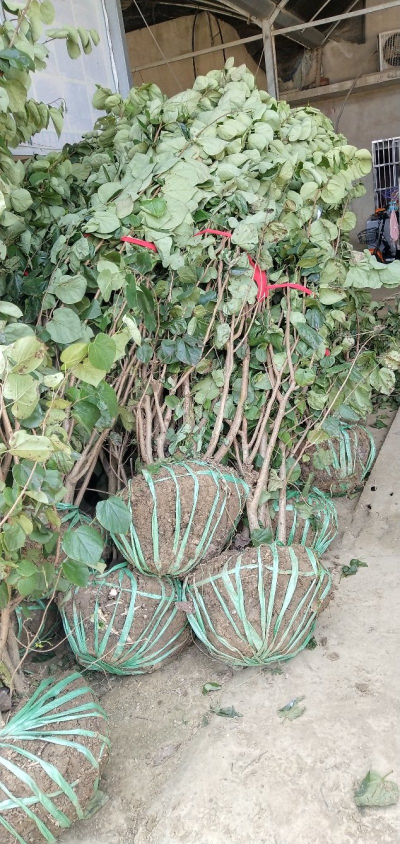 丛生紫荆
