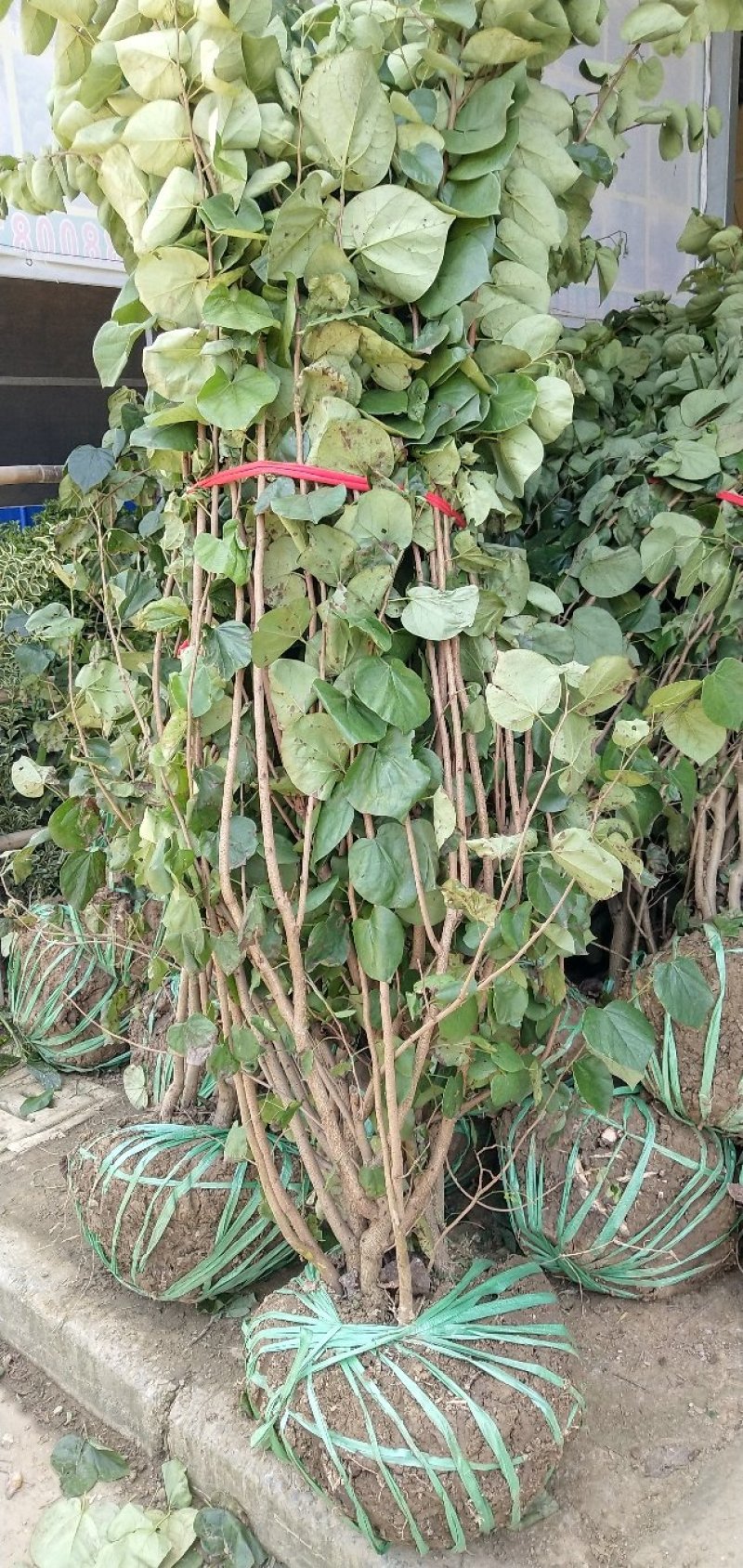 丛生紫荆