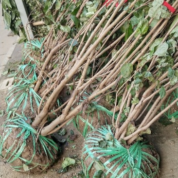 丛生紫荆