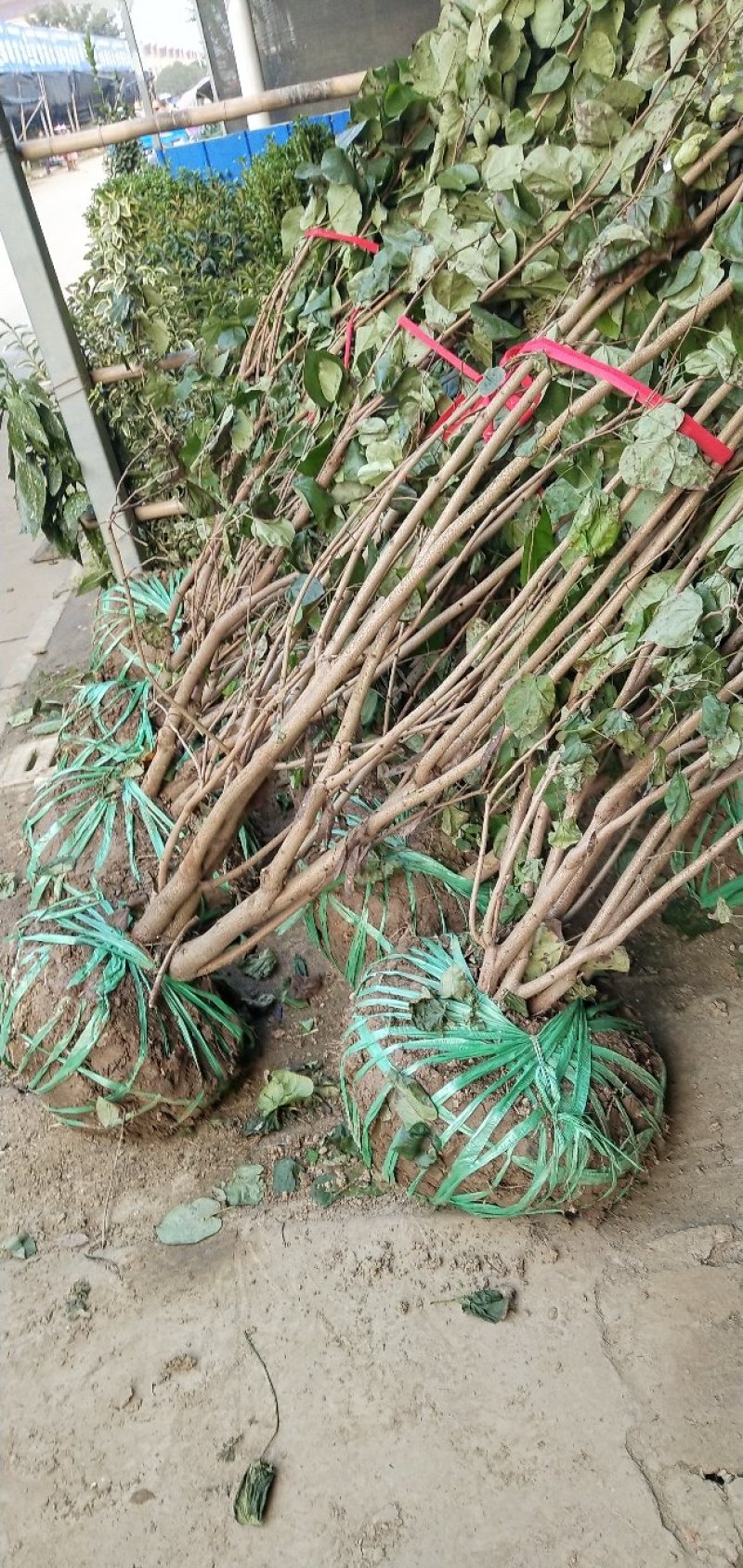 丛生紫荆