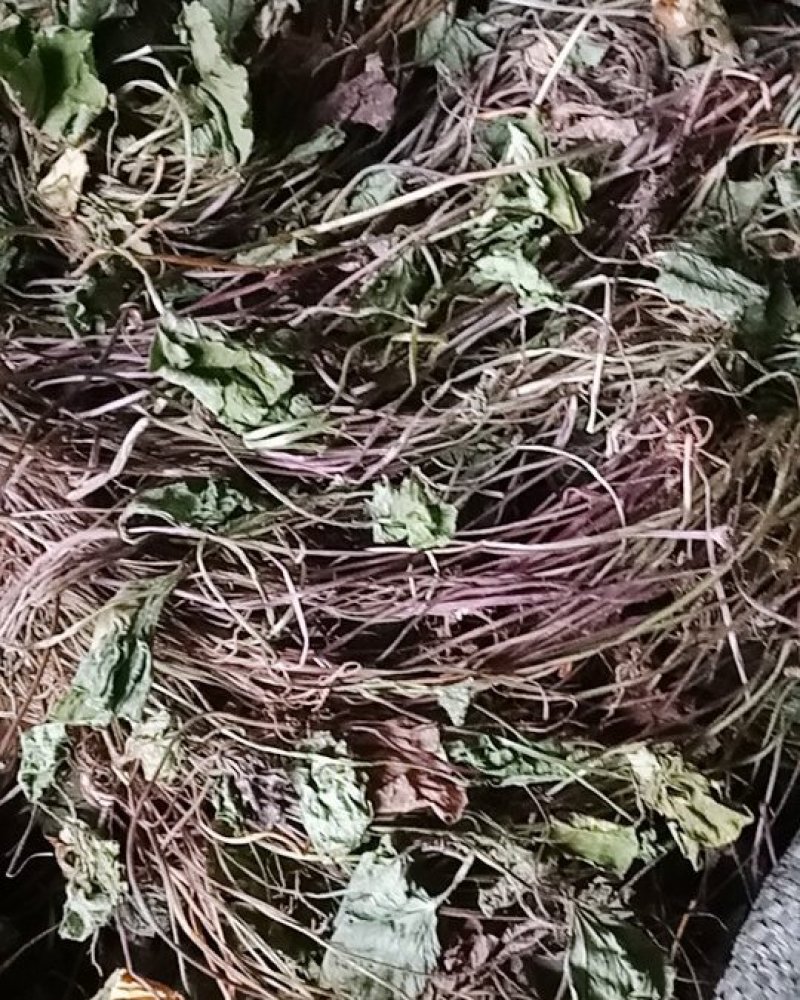 积雪草，颜色青色，不含流干货，贵州野生货，需要的联系我